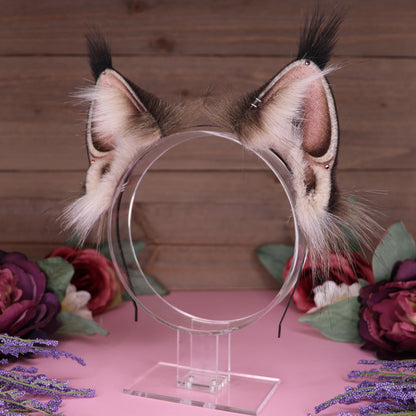 Maine Coon Ears